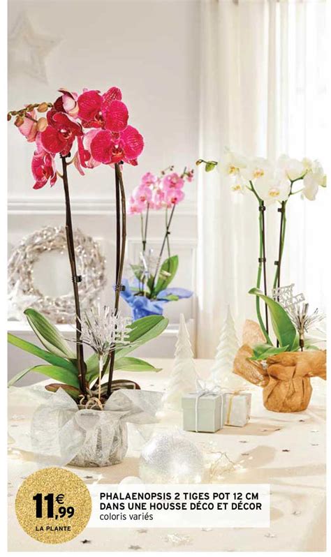 Promo Phalaenopsis Tiges Pot Cm Dans Une Housse D Co Et D Cor Chez