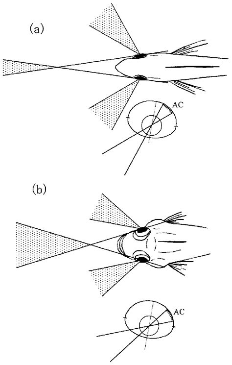 Schematic Diagrams Of The Binocular Visual Fields Based On Eye