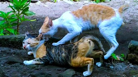 Kucing Belajar Kawin Cat Learning To Mate Mating Cats Season 2021