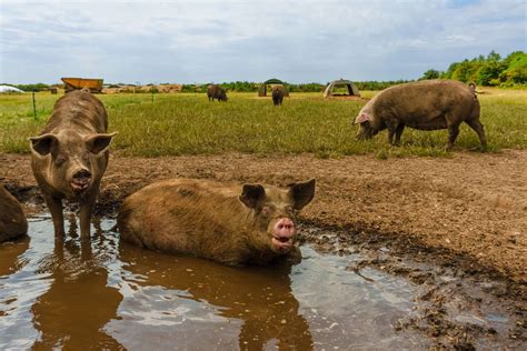 Its The Costa Del Sow At East Rudham Pig Farm