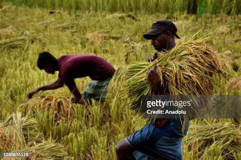 Bangladesh Of Agriculture Photos and Premium High Res Pictures - Getty ...