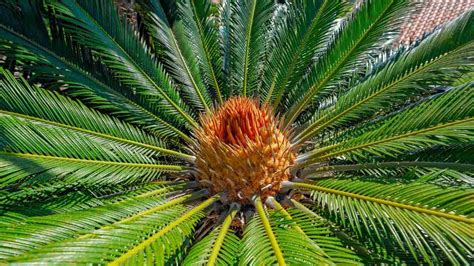 Sago Palm A Complete Care And Safety Guide With Photos