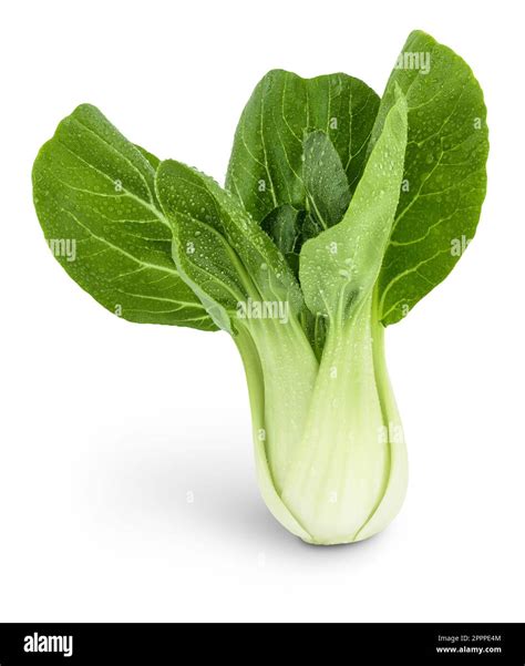 Fresh Pak Choi Cabbage Isolated On White Background With Full Depth Of