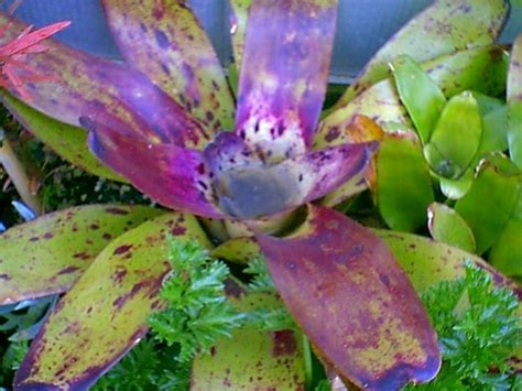 How To Grow Bromeliads Hubpages