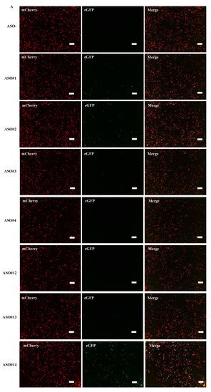 Dual Fluorescence Splicing Reporter Minigene Identifies An Antisense