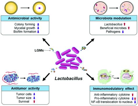 Various Disease Control Mechanisms Of The Genus Lactobacillus Lgms