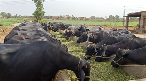 Buffalo Farming Project Report for A Dairy Farm - Cost and Profit