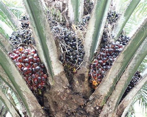 Jenis Jenis Varietas Unggul Kelapa Sawit Ilmu Pertanian