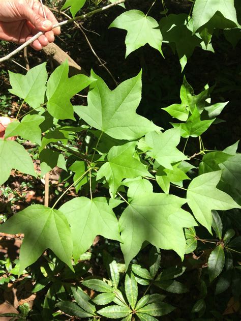 Chinese Sweet Gum Or Liquidambar Formosana — Jungle Gardens