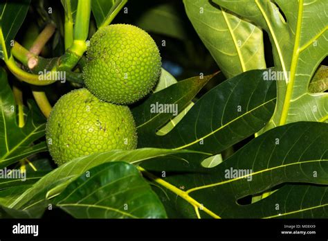 árbol De Pan Con Frutas Fotografías E Imágenes De Alta Resolución Alamy