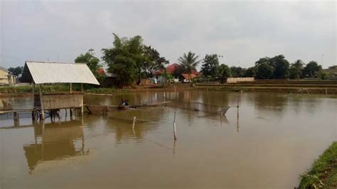 Kolam Ikan Dijual Tanah Cari Tanah Murah Di Purwakarta Kab OLX Co Id