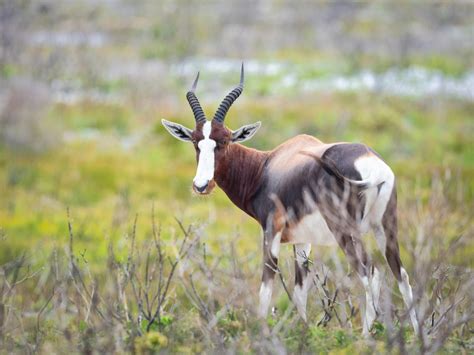 Foto Profissional Gratuita De África Do Sul Animais Selvagens Animal