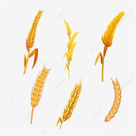 Autumn Harvest Wheat Ears Fall Autumn Bumper Harvest Png Transparent