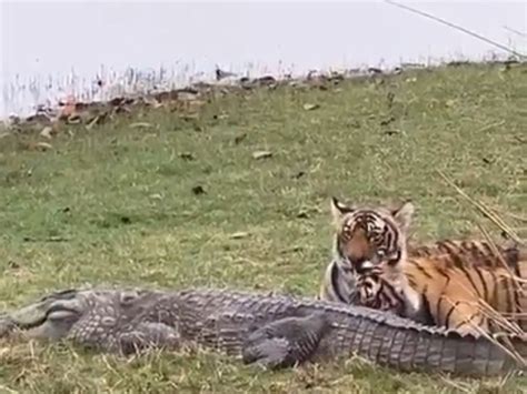 Sawai Madhopur Ranthambore Tigress Riddhi Hunted Crocodile With Cubs