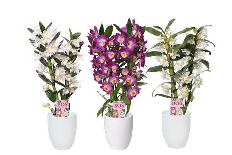 Dendrobium Nobile Classic Mix Plant Wholesale Floraccess