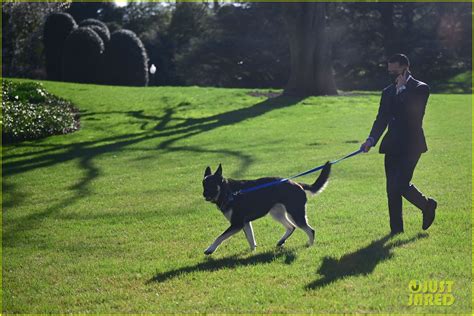 Joe Biden's Dog Major Spotted Back at the White House, 3 Weeks After ...