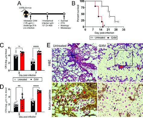 Exogenous Glucuronoxylomannan GXM Administration And Cryptococcus