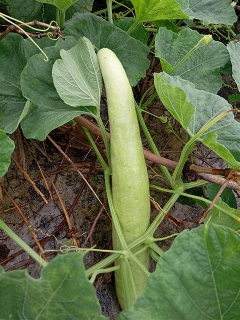 Desi Bottle Gourd Lauki Long Variety Seeds Open Pollinated Seed