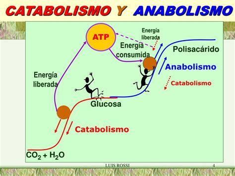 Metabolismo Anabolismo E Catabolismo Caracteristica Dos Seres Vivos Images