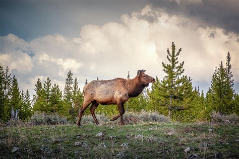 Yellowstone Elk Photograph by Gina Gardner - Pixels