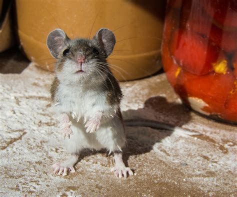 How Long Do Pet Mice Live on Average? » Petsoid