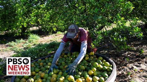 Whats Behind A Severe Decline In Floridas Citrus Harvest Youtube