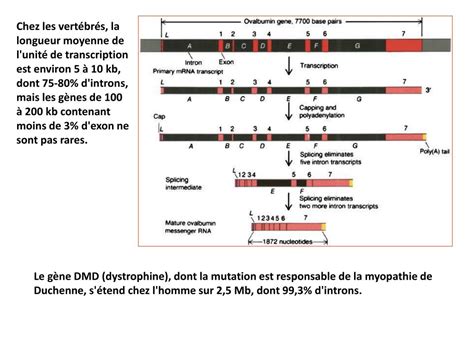 Ppt La R Gulation G N Tique Chez Les Procaryotes Powerpoint