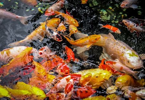 Peixes Coloridos Do Koi Em Uma Lagoa Shanghai China Foto De Stock