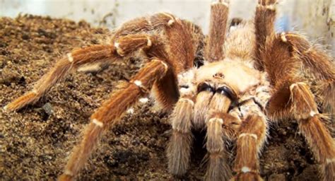 King Baboon Tarantula(Pelinobius muticus)-Care Sheet- Enclosure - Empire Tarantula