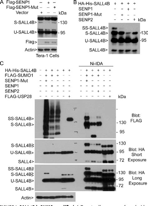 Figure 2 From Sumoylation Is Important For Stability Subcellular