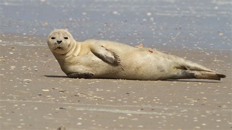 Seal spotted along Florida beach | wtsp.com