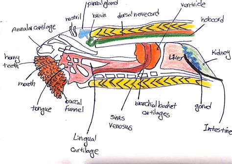 Lamprey Anatomy Diagram