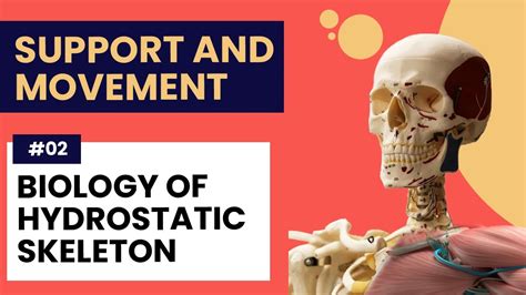 Biology of Hydrostatic Skeleton - YouTube