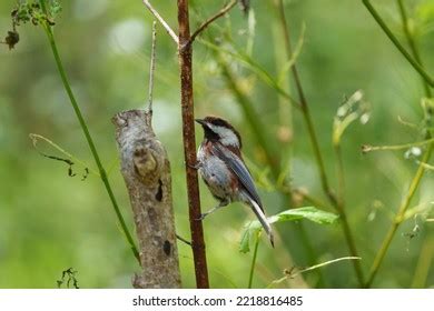 Birds Pacific Northwest Chickadee Images Stock Photos Vectors