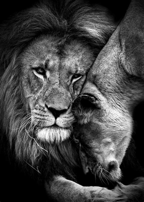 Lion Couple Wallpapers - Top Free Lion Couple Backgrounds - WallpaperAccess