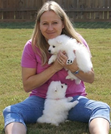 Japanese Spitz Puppies For Sale | Honolulu, HI #114387