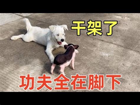 小猪和狗又干架了猪学会闪现耍的狗团团转太搞笑了第30天 YouTube