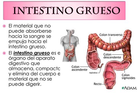 Fisiologia Medica Intestino Grueso