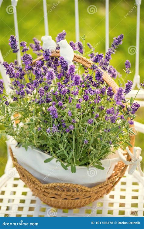 Beauty and Fresh Lavender in the Flower Pot Stock Photo - Image of ...