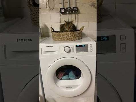 Ce chat aime le son et la vibration du sèche linge mode relaxation