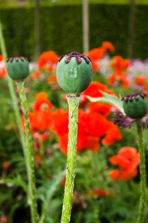 Oriental Poppy Seed Pod Photograph By David Head Fine Art America