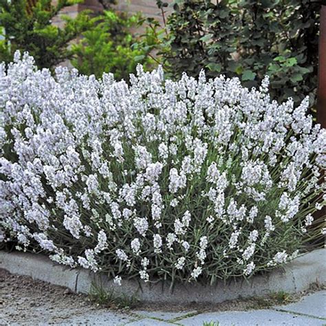 White Lavender Live Plant Etsy