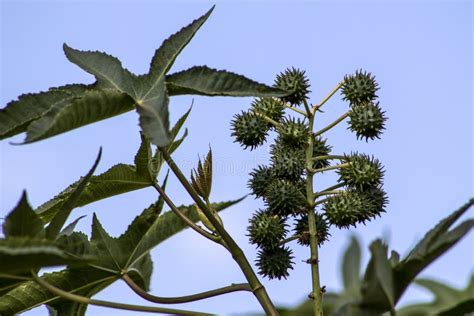 Planta De Frijoles De Castor En Campo Foto De Archivo Imagen De