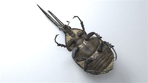 Artstation Hercules Beetle Rigged For 3ds Max Resources