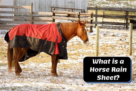 What Is A Horse Rain Sheet? (8 Tips on How to Choose One)