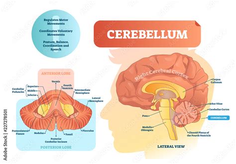 Cerebellum Labeled