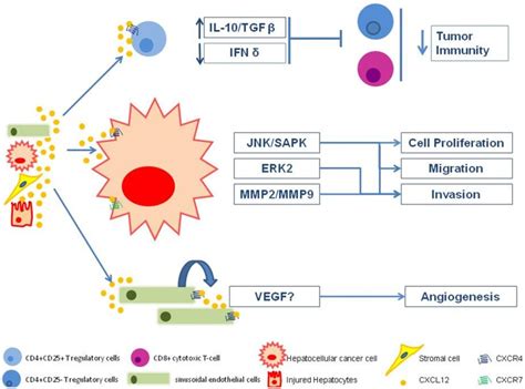 Insights On The Cxcl12 Cxcr4 Axis In Hepatocellular Carcinoma