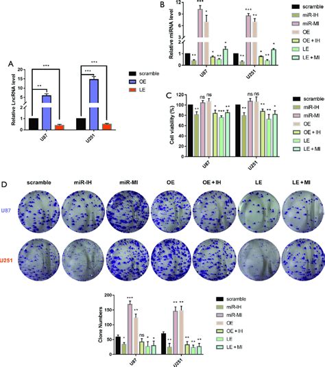 Construction Of U87 And U251 Cells With Stable Overexpression And