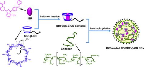 Chitosansulfobutylether β Cyclodextrin Nanoparticles For Ibrutinib Delivery A Potential