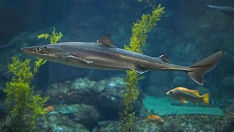 Spiny Dogfish